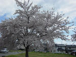 cherry tree