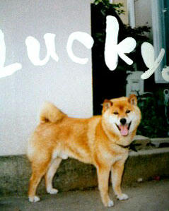 lucky.jpg