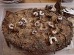 DSC04417-2.jpg