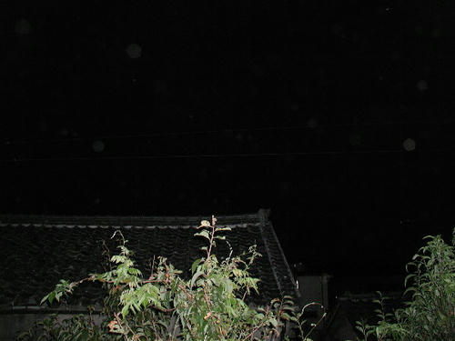 P1010003.-2.JPG