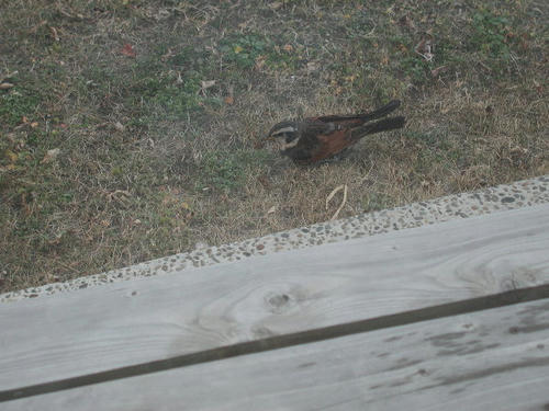 2011.1.22-3.JPG
