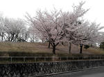 sakura_01.jpg