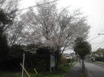 sakura_06.jpg