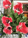 tulip01.jpg