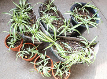オリヅルランの植え替えだよ Bossa部