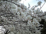 CA390118.jpg