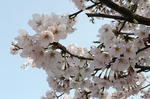 20080409-1.jpg