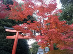 2011-11-26_15_14_19.jpg