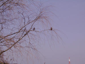 トリが二羽