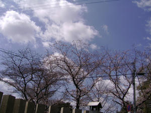 青い空と桜