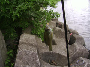釣れました