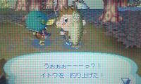イトウ