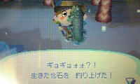 シーラカンス