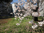 s-DSC05522.jpg