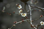 plum1.jpg