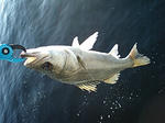 20071118a.JPG
