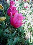 20100424132648.jpg