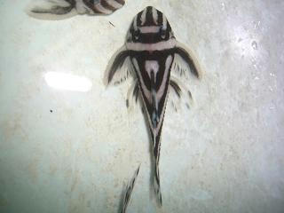 CIMG7857.JPG