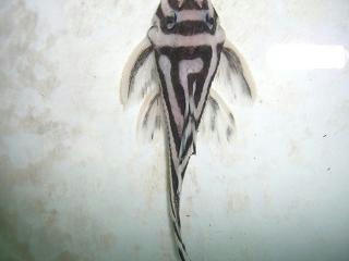 CIMG7858.JPG