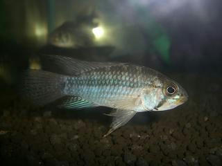 CIMG8441.JPG
