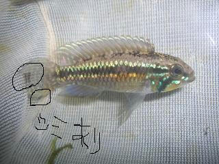 CIMG8612.JPG