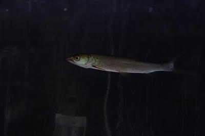 IMG_1698.JPG