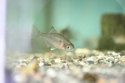 天然物ゼニタナゴと日本ザリガニ ペットのデパート東葛本店 観賞魚ブログ