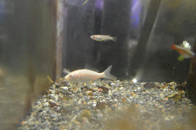 アルビノ ペットのデパート東葛本店 観賞魚ブログ