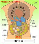 体内メーカー
