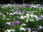 iris