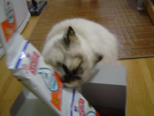 がじがじ