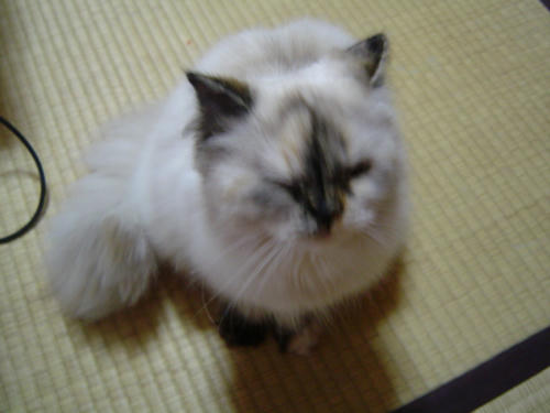 くしゃみ