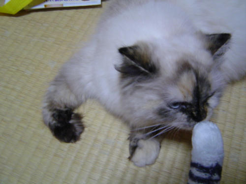 くんくん