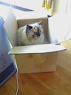 箱猫