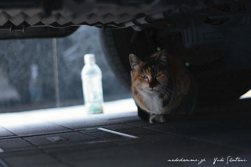IMG_002589sl.jpg