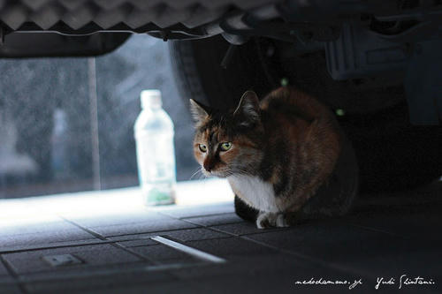 IMG_002599sl.jpg