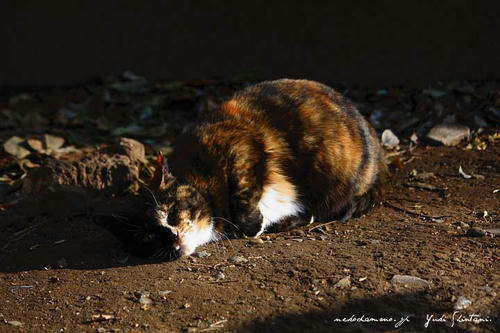 IMG_002758sl.jpg