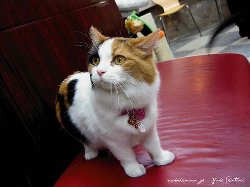 azuki_2009030302.jpg