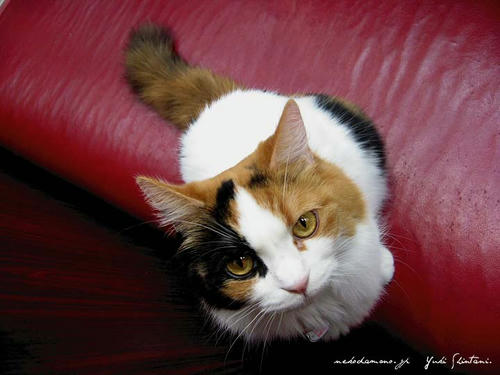 azuki_2009030303.jpg