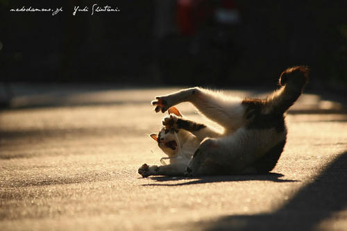 IMG_05056sl.jpg