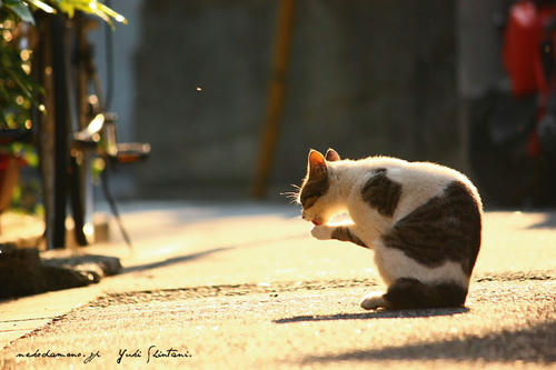 IMG_05091sl.jpg