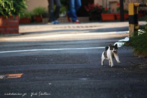 IMG_04995sl.jpg