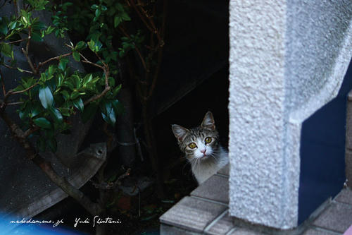 IMG_04947sl.jpg