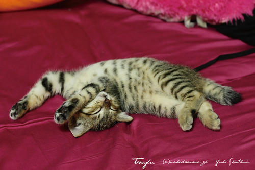 IMG_07806sl.jpg