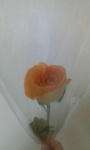D1001064.jpg