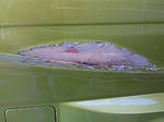 201011171340000.jpg