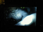 201111171750000.jpg