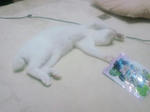PAP_0170.JPG