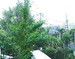 P1100793.JPG