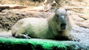 kapibara.jpg